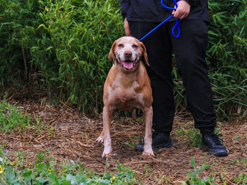 DAISY -♥️- KIZA |-|  2 von ~650 Hunden in der Cantinho da Milu