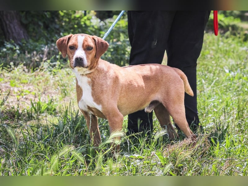 RUDI -&- ARAMIS | 2 von ~650 Hunden in der Cantinho da Milu