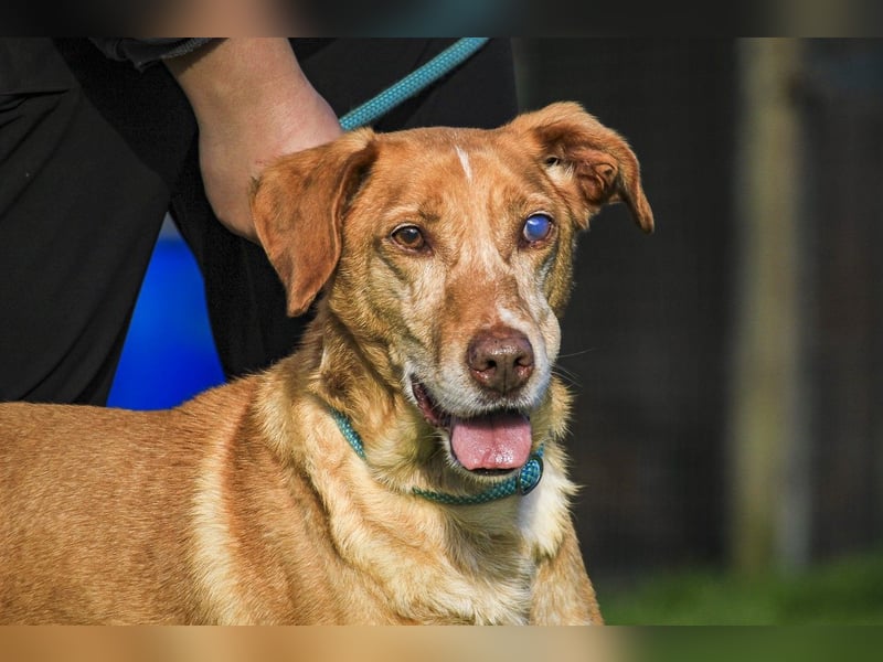 TUCKER ♦️ Senior mit Handicap ♦️ Wer gibt Tucker die Chance - die er verdient ?