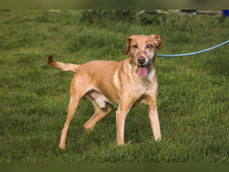 TUCKER ♦️ Senior mit Handicap ♦️ Wer gibt Tucker die Chance - die er verdient ?