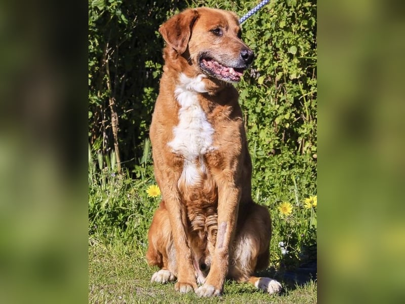 Ruhig *Lieb* Verschmust * SENIOR WIZZ *