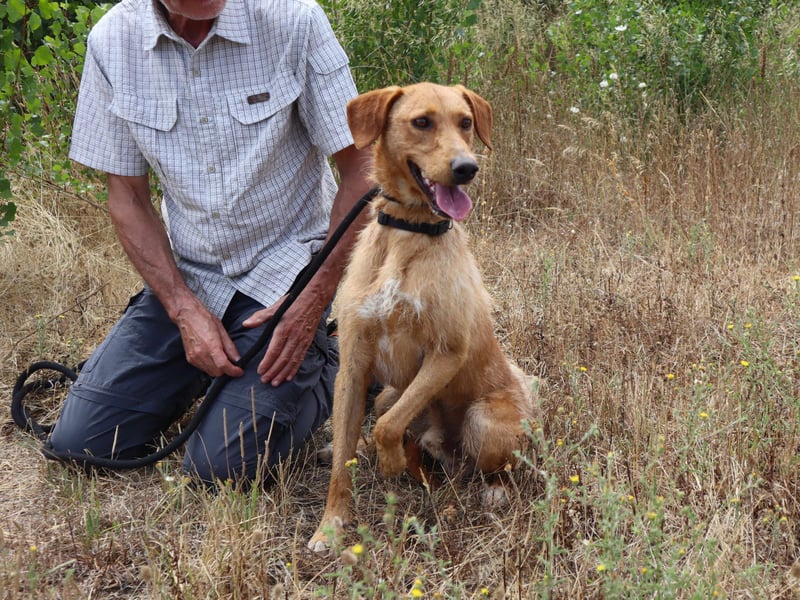 ✴️ *R*I*C*O* ~ hat ein Zuhause verdient !!