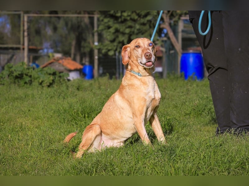 TUCKER ♦️ Senior mit Handicap ♦️ Wer gibt Tucker die Chance - die er verdient ?