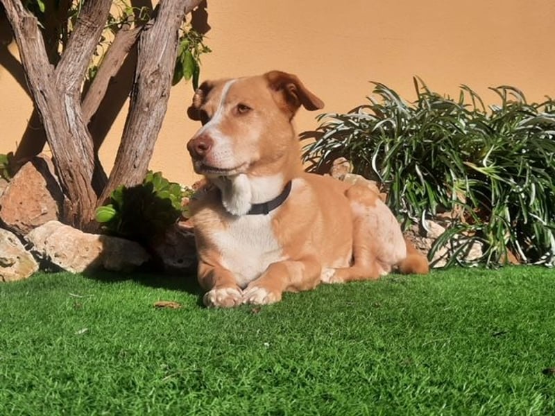 SENIOR YUPI ✴️ will als Einzelprinz einziehen