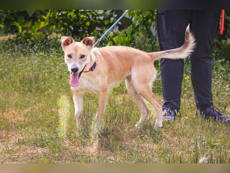 Junghunde: Lanessa • Shelby • Luz • Elissa ⚡️4 von ~650 Hunden in der Cantinho da Milu⚡️