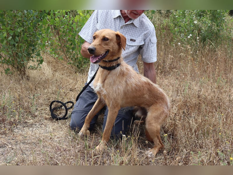 ✴️ *R*I*C*O* ~ hat ein Zuhause verdient !!