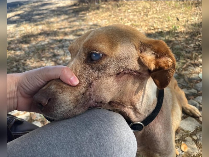 TUCKER ♦️ Senior mit Handicap ♦️ Wer gibt Tucker die Chance - die er verdient ?