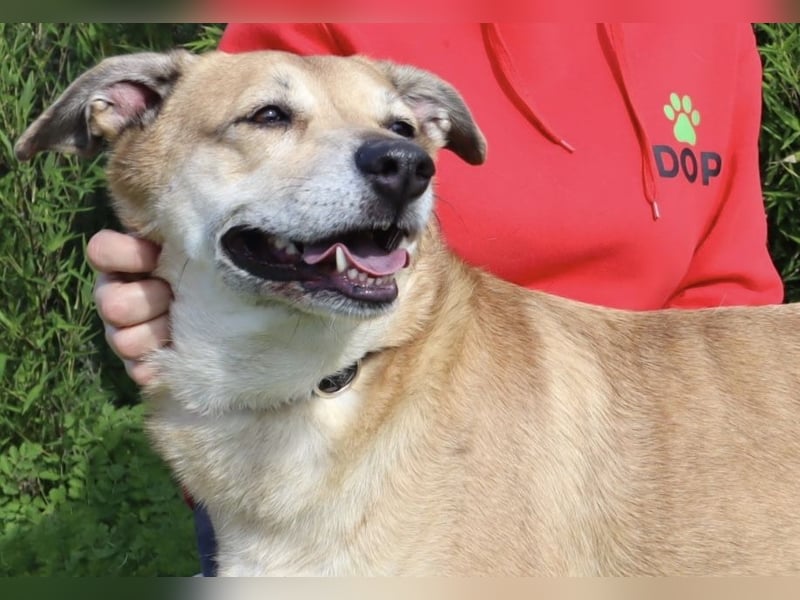 DAISY -♥️- KIZA |-|  2 von ~650 Hunden in der Cantinho da Milu