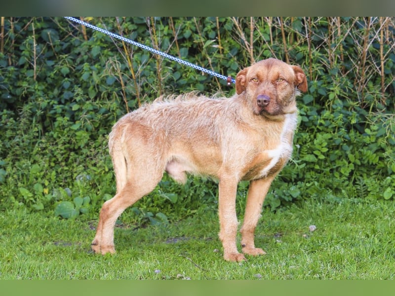 RUDI -&- ARAMIS | 2 von ~650 Hunden in der Cantinho da Milu