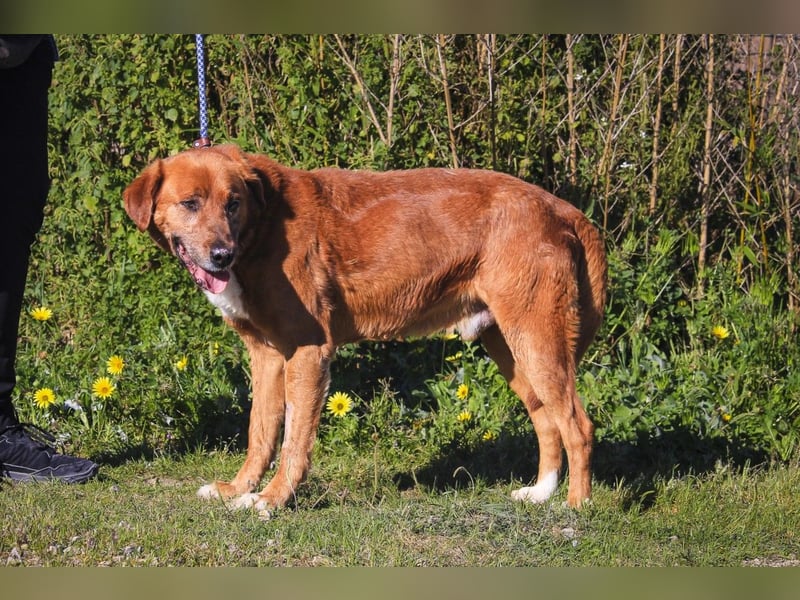 Ruhig *Lieb* Verschmust * SENIOR WIZZ *