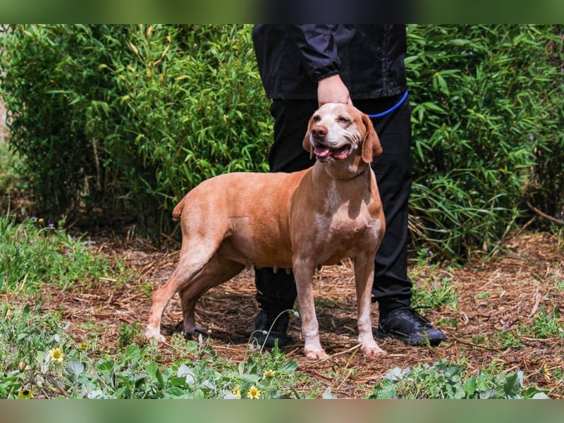 DAISY -♥️- KIZA |-|  2 von ~650 Hunden in der Cantinho da Milu