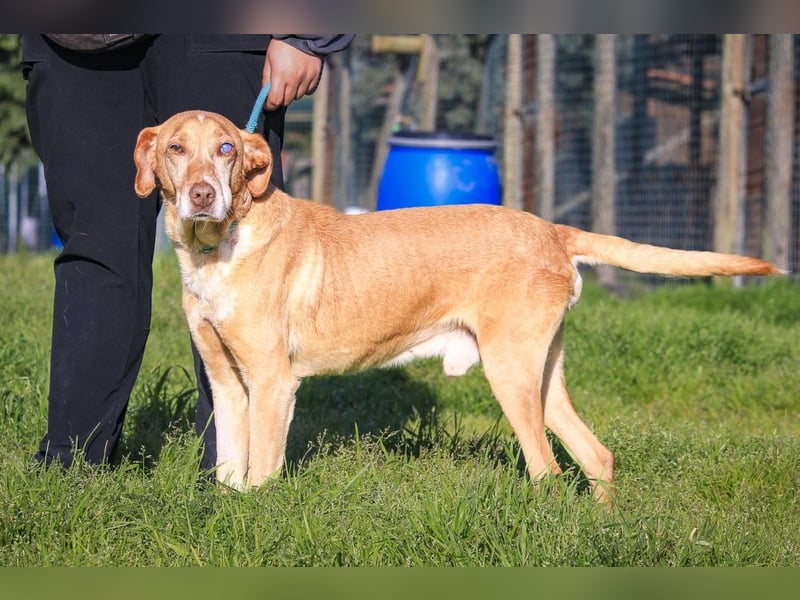 TUCKER ♦️ Senior mit Handicap ♦️ Wer gibt Tucker die Chance - die er verdient ?