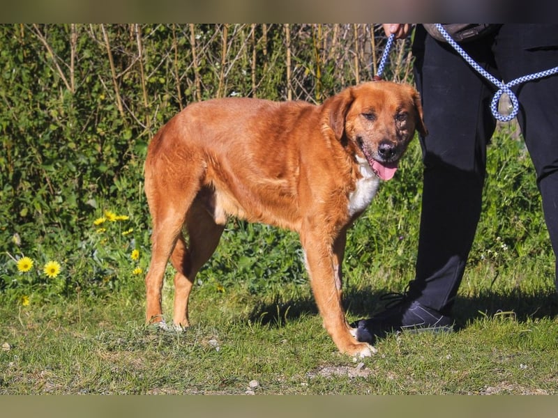 Ruhig *Lieb* Verschmust * SENIOR WIZZ *