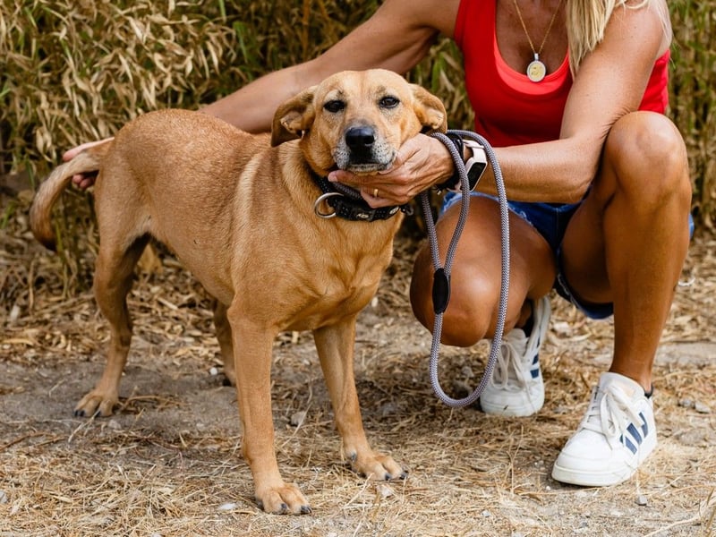 Ein Zuhause für die Liebe ❣️ Terry wird gesucht