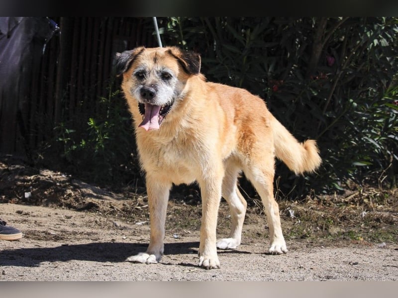 Zuhause gesucht für die lieben Rüden: PACO + MIKKEL - Cantinho da Milu