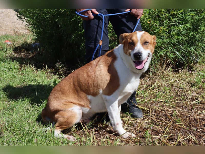 Zuhause gesucht für die lieben Rüden: PACO + MIKKEL - Cantinho da Milu