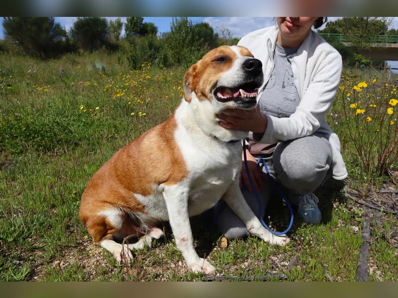 Zuhause gesucht für die lieben Rüden: PACO + MIKKEL - Cantinho da Milu