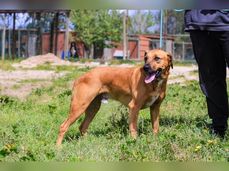 Jaros ein wunderbarer Hund ~ soll auch ein Zuhause haben