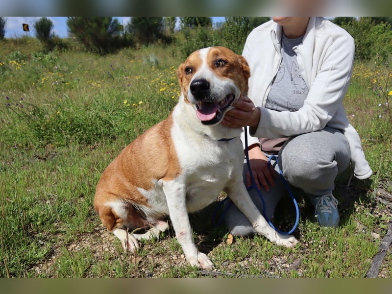 Zuhause gesucht für die lieben Rüden: PACO + MIKKEL - Cantinho da Milu