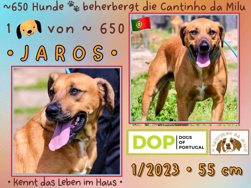 Perdigueiro - JAROS ⚡️ 1 von ~650 Hunden in der Cantinho da Milu ⚡️