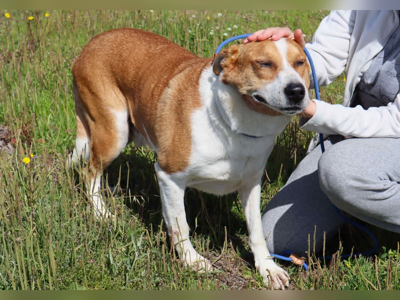 Zuhause gesucht für die lieben Rüden: PACO + MIKKEL - Cantinho da Milu