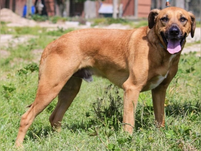 Jaros ein wunderbarer Hund ~ soll auch ein Zuhause haben