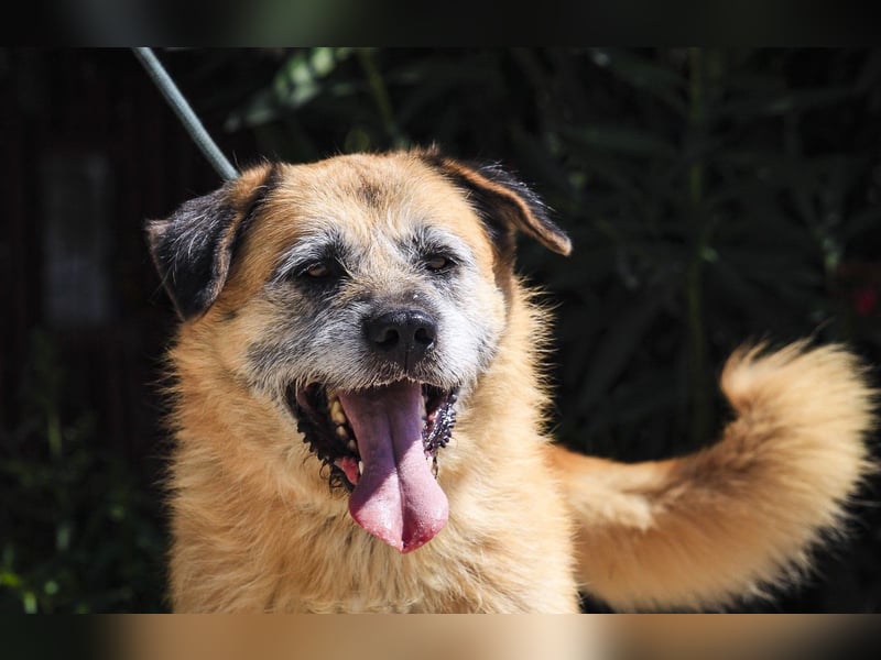Zuhause gesucht für die lieben Rüden: PACO + MIKKEL - Cantinho da Milu