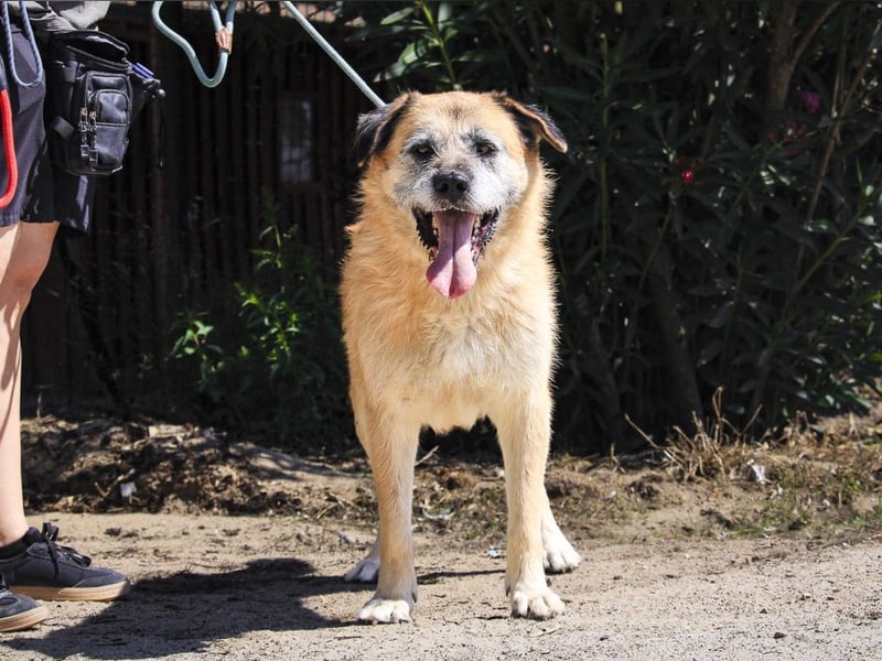 Zuhause gesucht für die lieben Rüden: PACO + MIKKEL - Cantinho da Milu