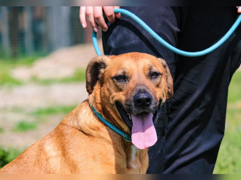 Jaros ein wunderbarer Hund ~ soll auch ein Zuhause haben