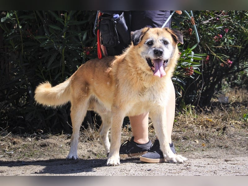 Zuhause gesucht für die lieben Rüden: PACO + MIKKEL - Cantinho da Milu