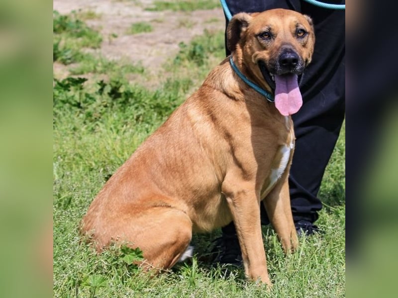 Jaros ein wunderbarer Hund ~ soll auch ein Zuhause haben