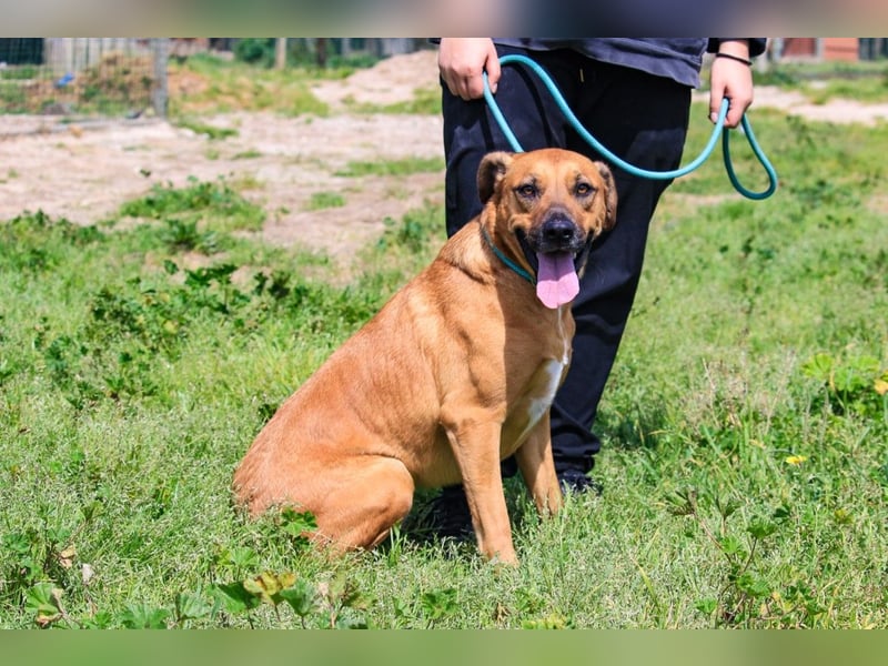 Jaros ein wunderbarer Hund ~ soll auch ein Zuhause haben