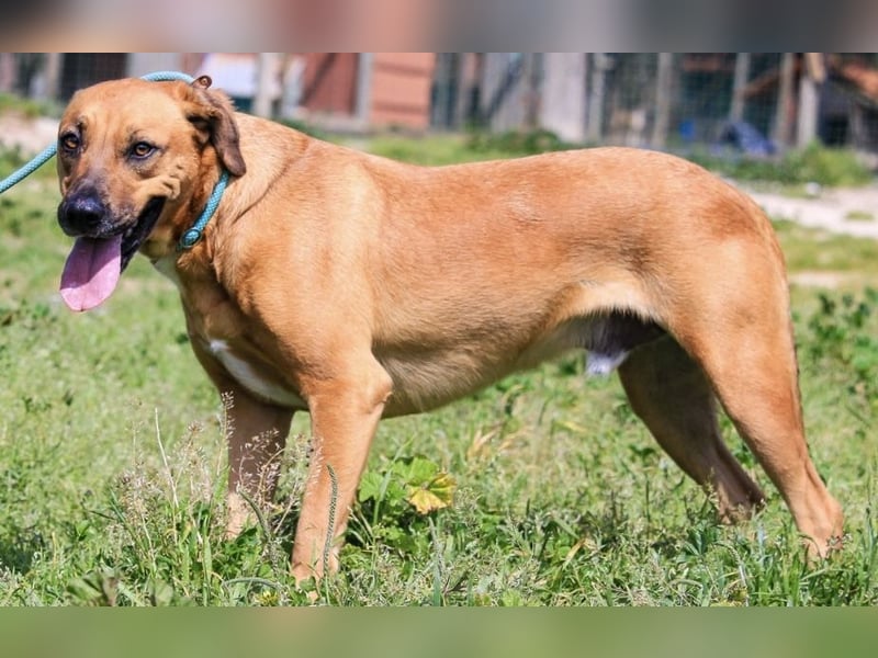 Jaros ein wunderbarer Hund ~ soll auch ein Zuhause haben