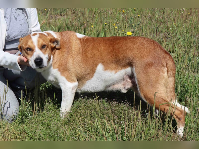 Zuhause gesucht für die lieben Rüden: PACO + MIKKEL - Cantinho da Milu