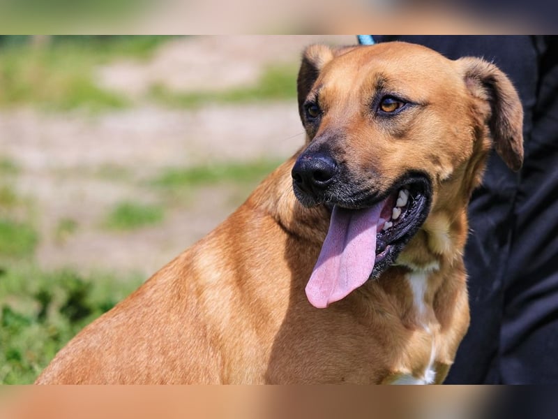 Jaros ein wunderbarer Hund ~ soll auch ein Zuhause haben