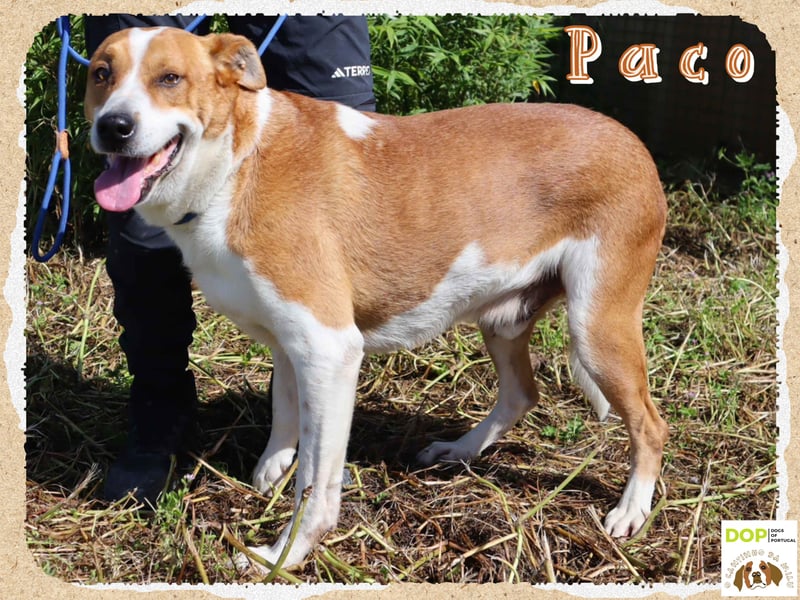 Zuhause gesucht für die lieben Rüden: PACO + MIKKEL - Cantinho da Milu