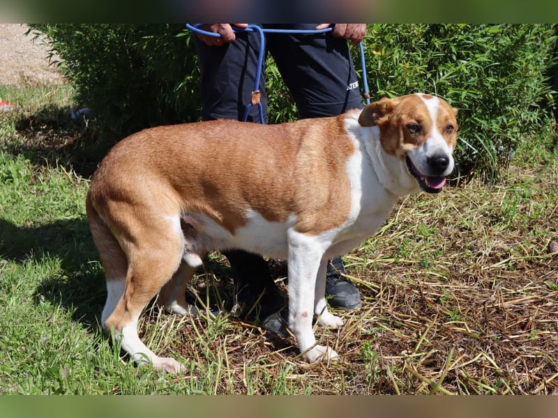Zuhause gesucht für die lieben Rüden: PACO + MIKKEL - Cantinho da Milu
