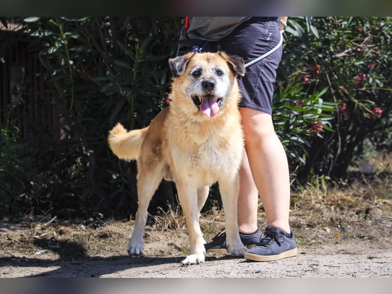 Zuhause gesucht für die lieben Rüden: PACO + MIKKEL - Cantinho da Milu