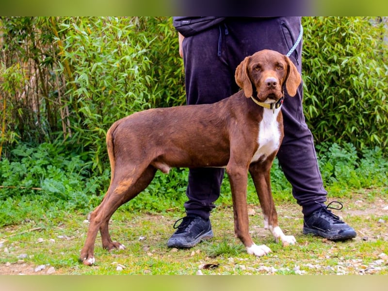 Emilio  - Pointer-Mix, lieb und verträglich