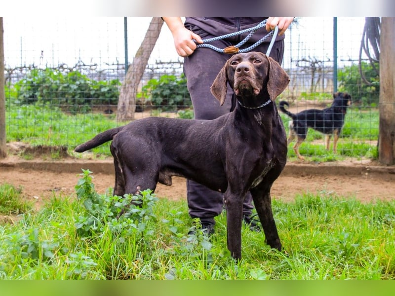 Artego, Braco Alemao / Portugiesischer Pointer/Bracke, lieb und verträglich