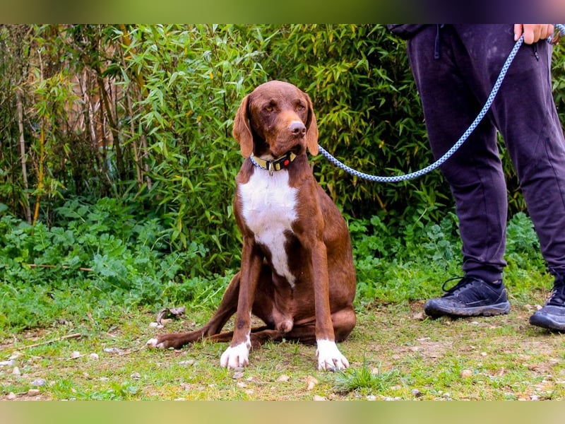 Emilio  - Pointer-Mix, lieb und verträglich