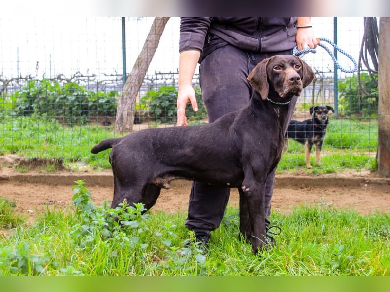 Artego, Braco Alemao / Portugiesischer Pointer/Bracke, lieb und verträglich