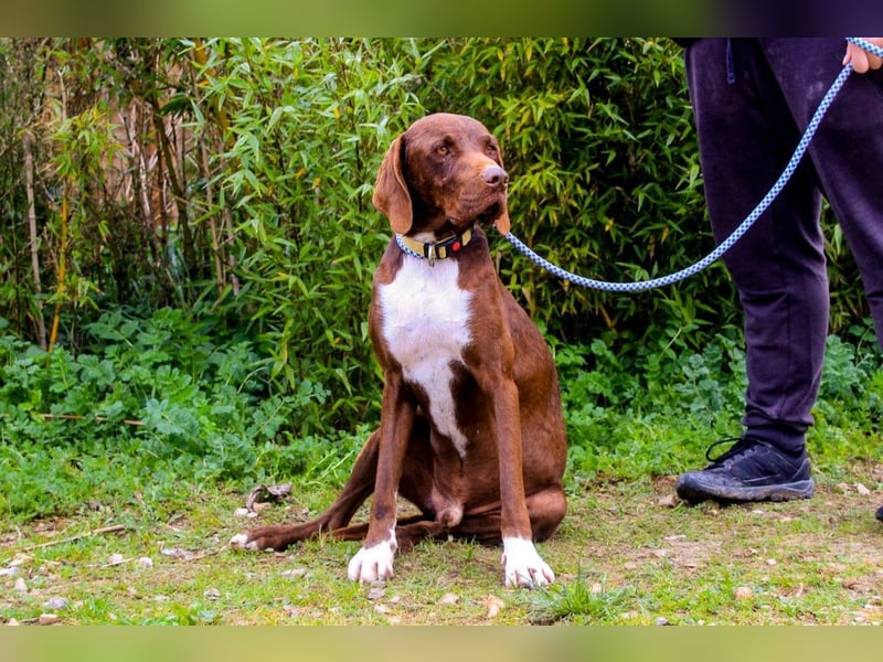Emilio  - Pointer-Mix, lieb und verträglich