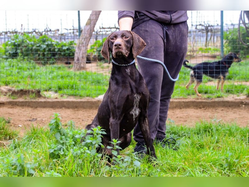 Artego, Braco Alemao / Portugiesischer Pointer/Bracke, lieb und verträglich