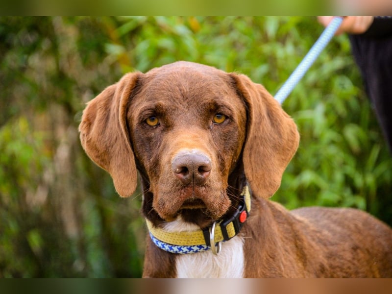 Emilio  - Pointer-Mix, lieb und verträglich