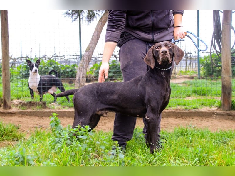 Artego, Braco Alemao / Portugiesischer Pointer/Bracke, lieb und verträglich