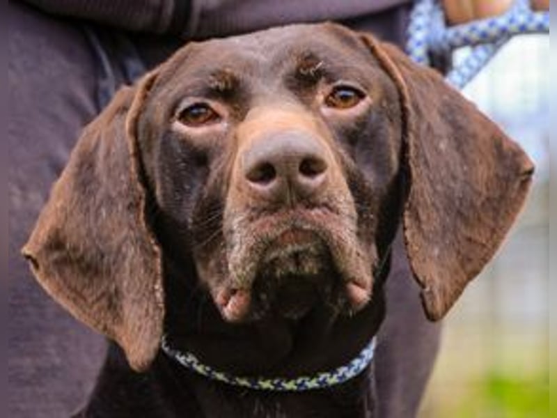 Artego, Braco Alemao / Portugiesischer Pointer/Bracke, lieb und verträglich