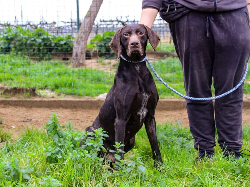 Artego, Braco Alemao / Portugiesischer Pointer/Bracke, lieb und verträglich