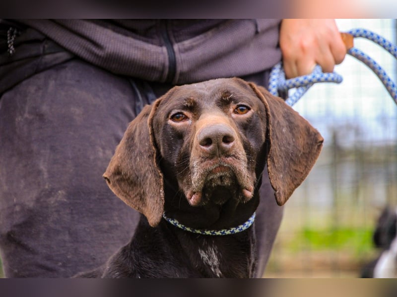 Artego, Braco Alemao / Portugiesischer Pointer/Bracke, lieb und verträglich