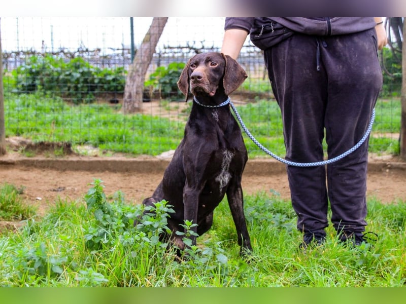 Artego, Braco Alemao / Portugiesischer Pointer/Bracke, lieb und verträglich